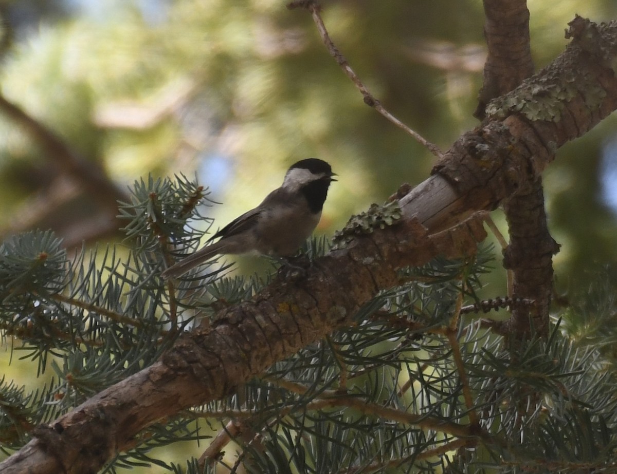 Mexican Chickadee - ML641394794