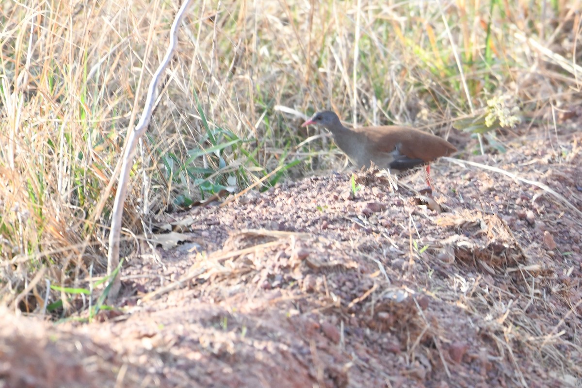 Tinamou à petit bec - ML641394809