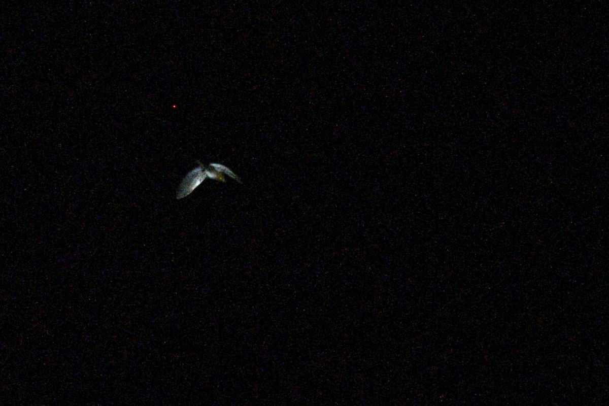 Polluela Amarillenta - ML641394822