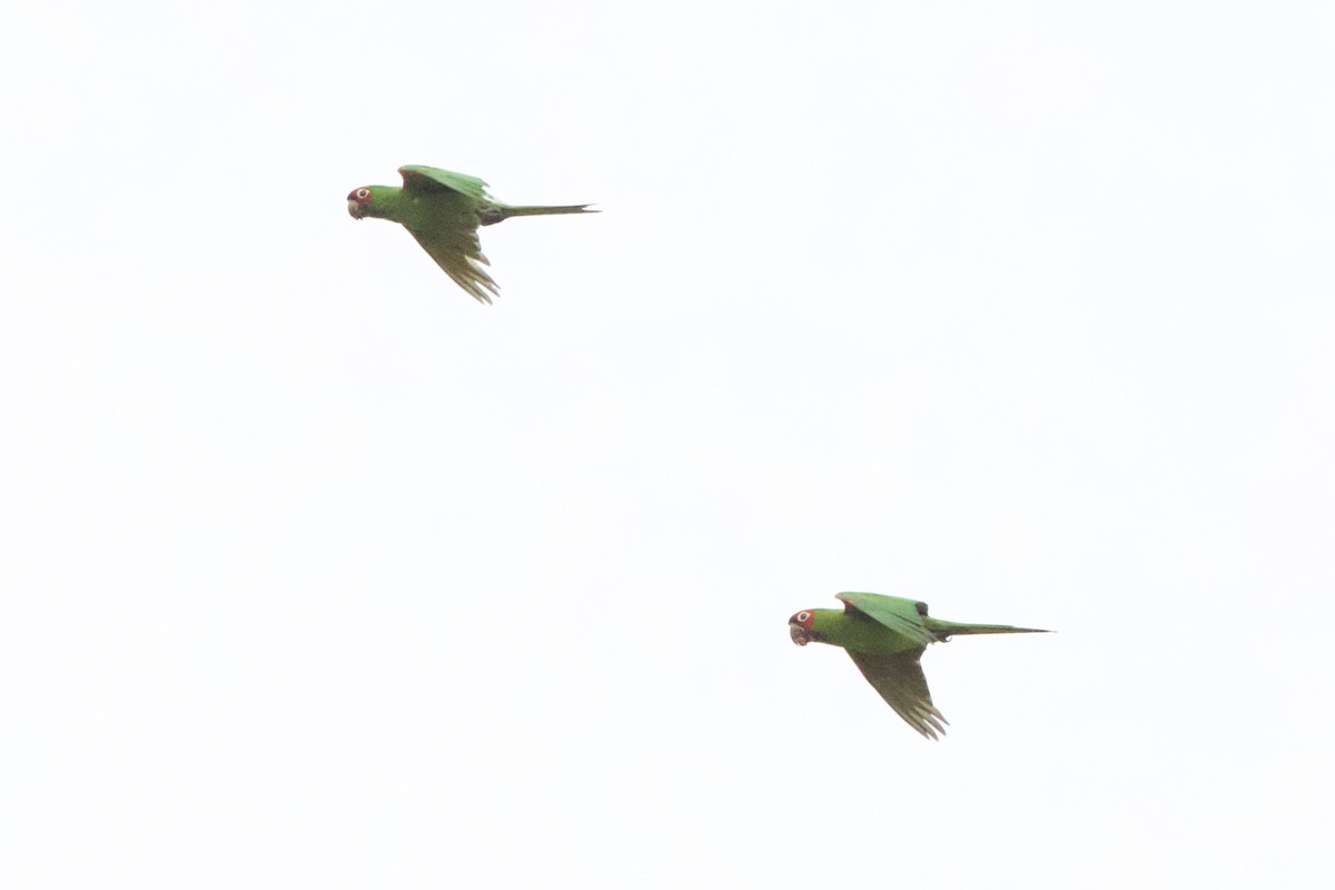 Conure à tête rouge - ML641394827