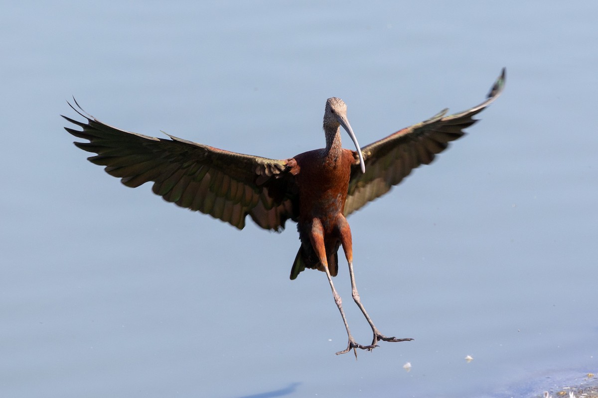 White-faced Ibis - ML641394830