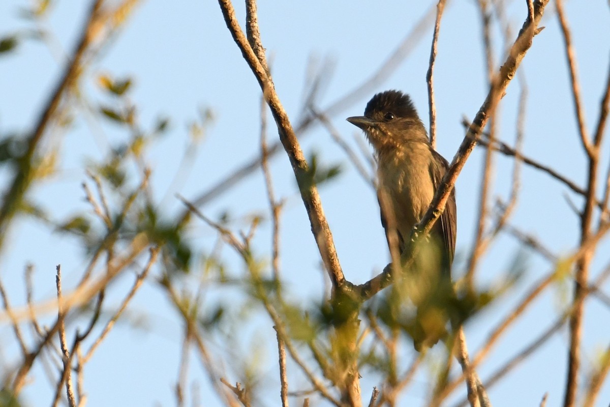 Crested Becard - ML641394844