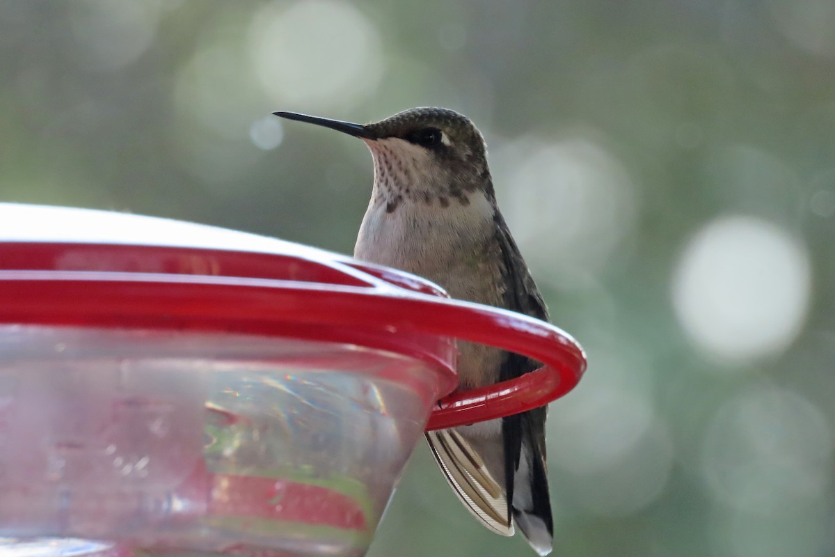 Ruby-throated Hummingbird - ML641394853