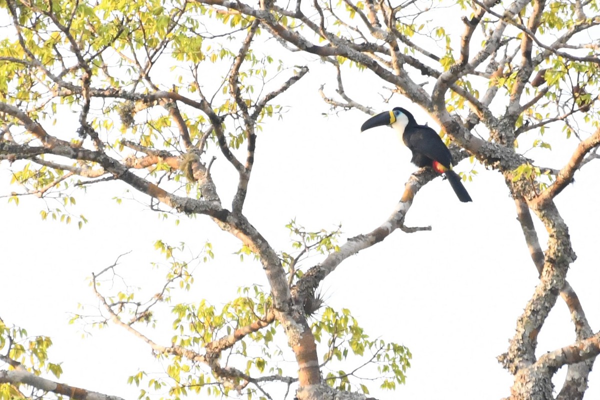 Channel-billed Toucan - ML641394869