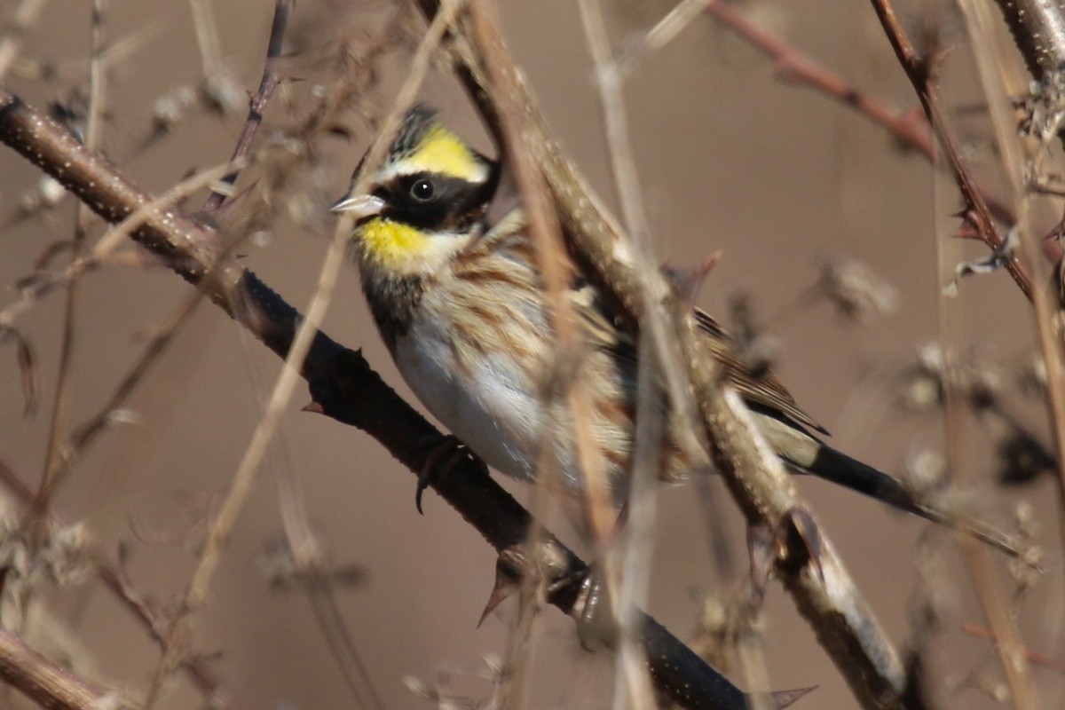 Yellow-throated Bunting - ML641394871