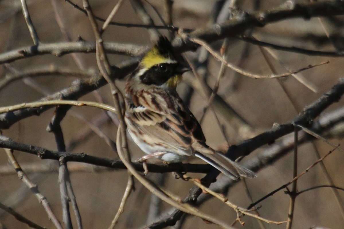 Yellow-throated Bunting - ML641394872