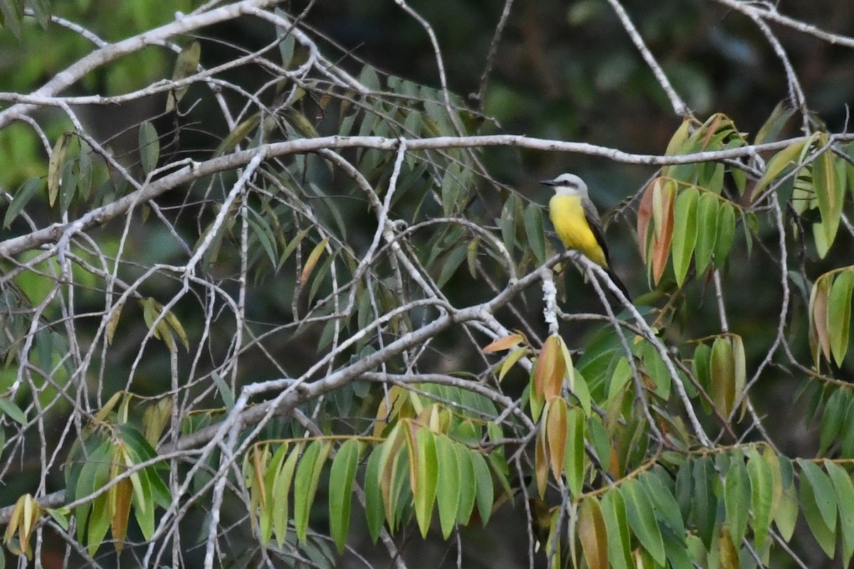 White-throated Kingbird - ML641394891