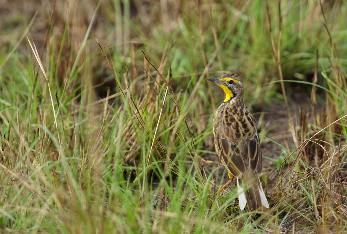 Yellow-throated Longclaw - ML641394913