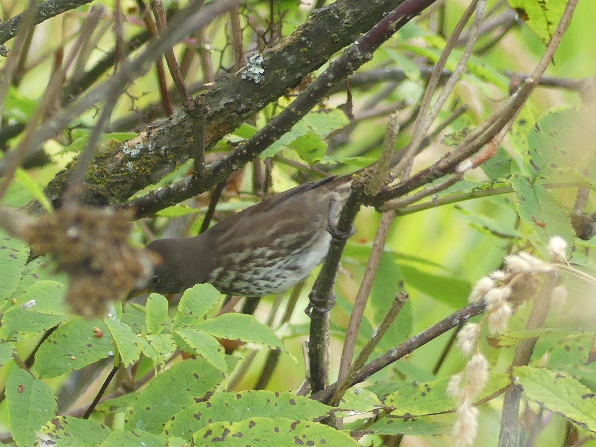 Fox Sparrow (Sooty) - ML641394919