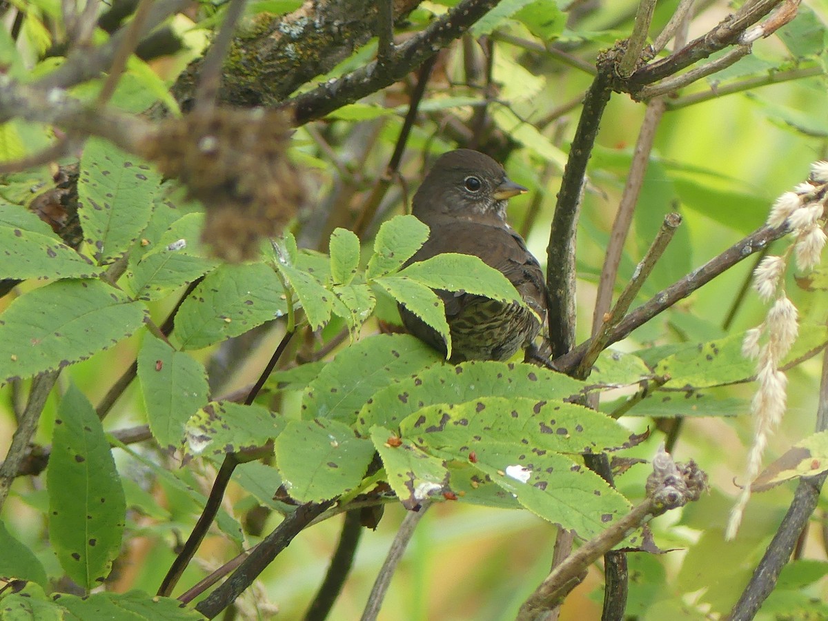 Fox Sparrow (Sooty) - ML641394921