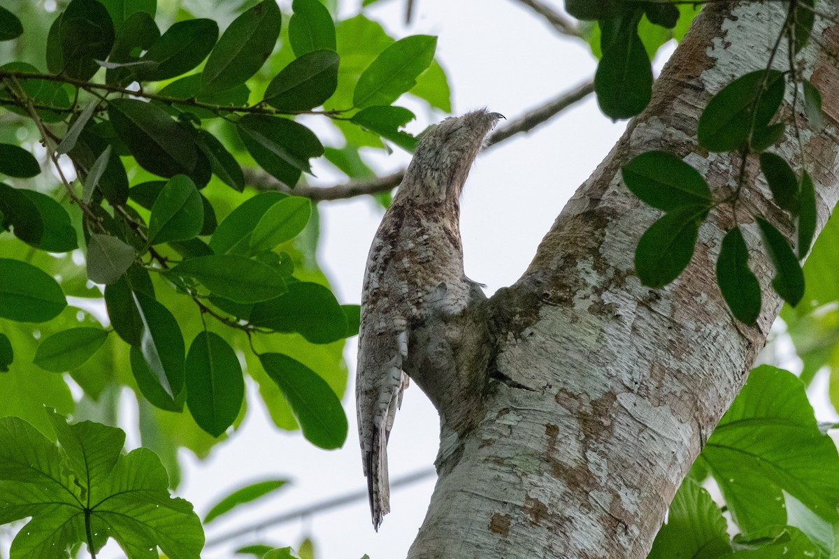 Great Potoo - ML641394922