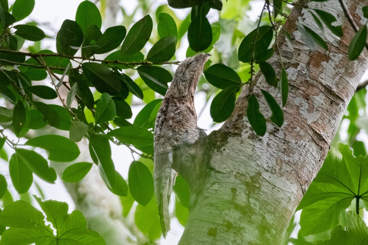 Great Potoo - ML641394923