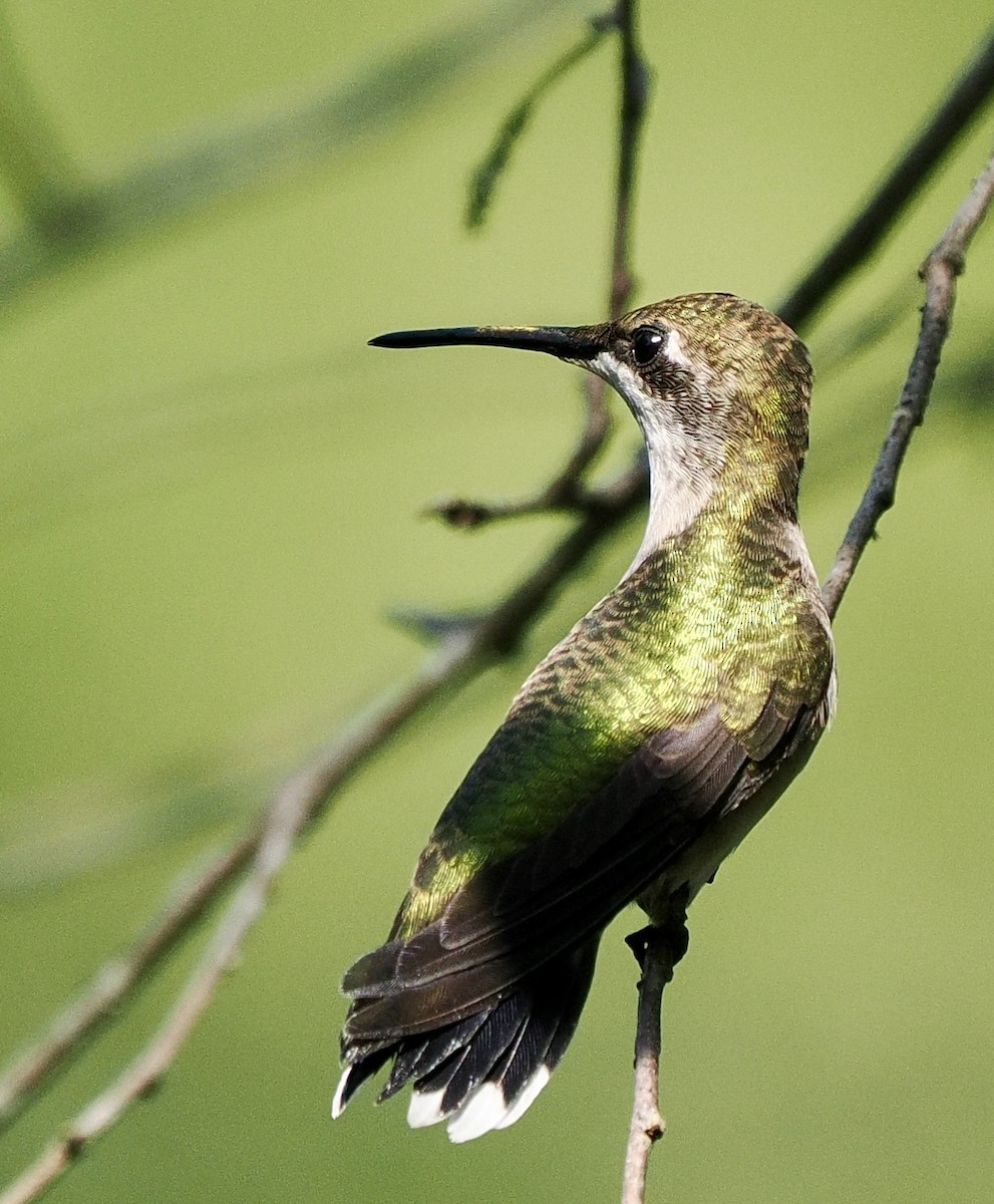 Colibrí Gorjirrubí - ML641394964