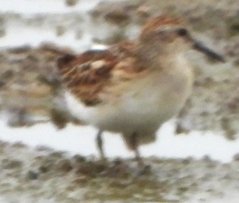 Least Sandpiper - ML641395012