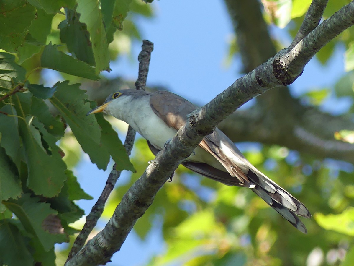 Yellow-billed Cuckoo - ML641395045
