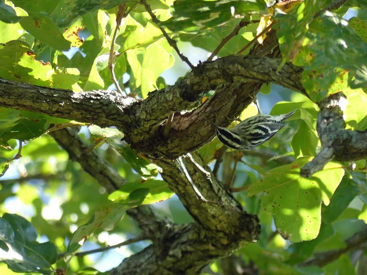 Black-and-white Warbler - ML641395048