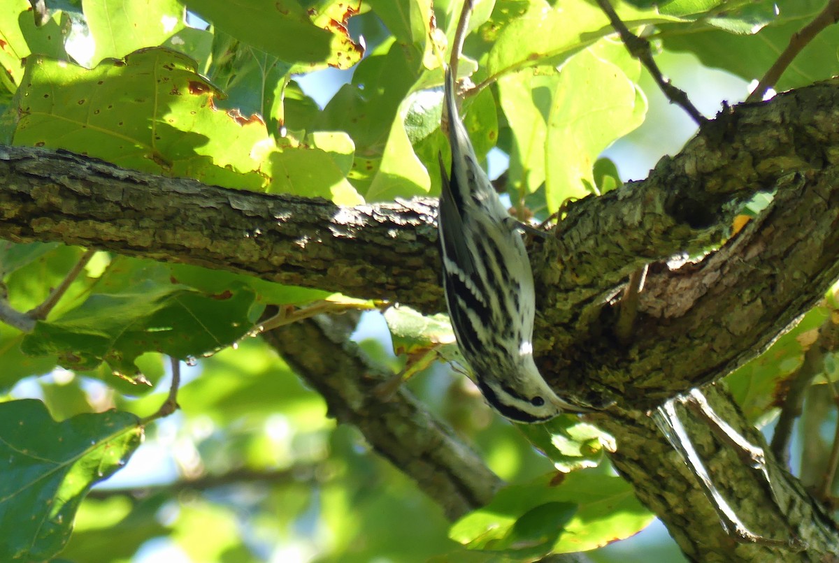 Black-and-white Warbler - ML641395055