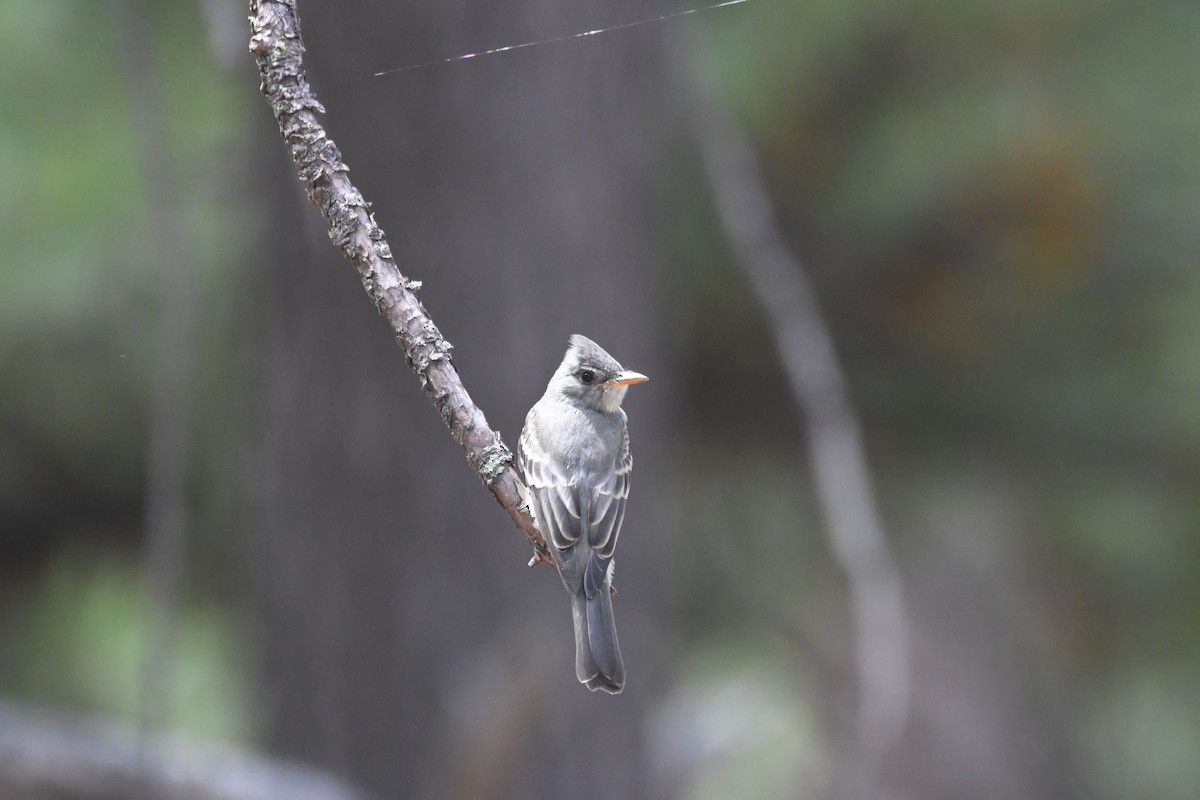 Greater Pewee - ML641395093