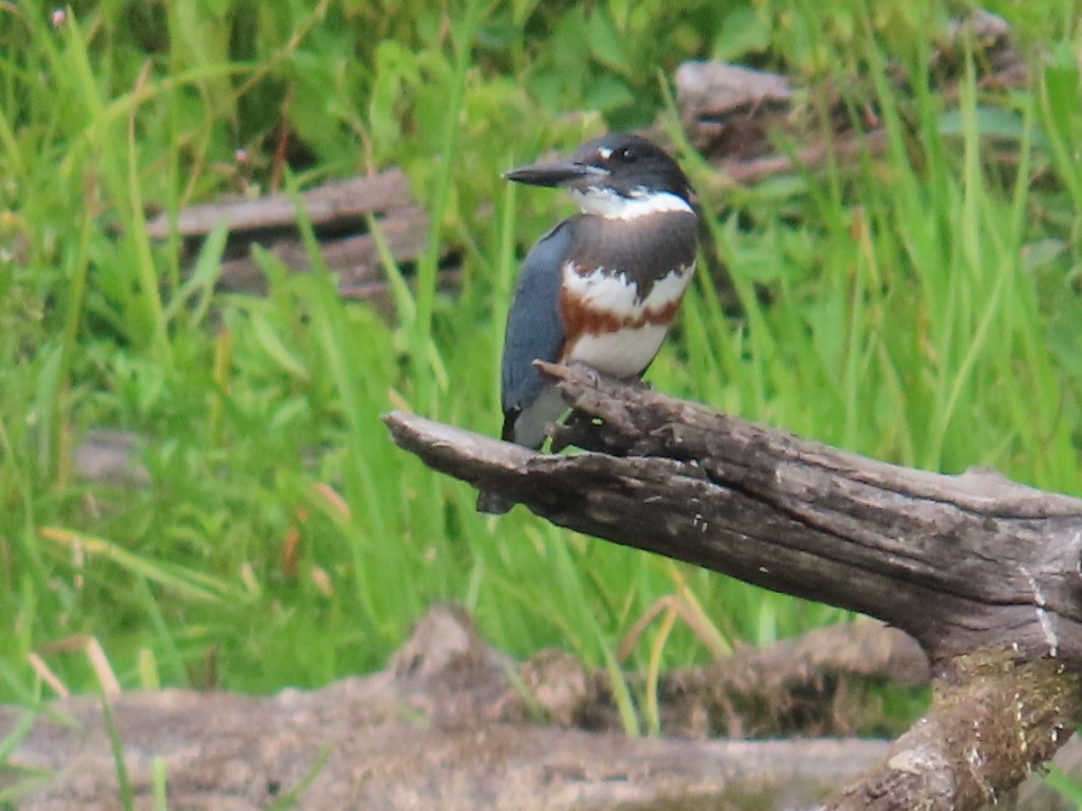Belted Kingfisher - ML641395095