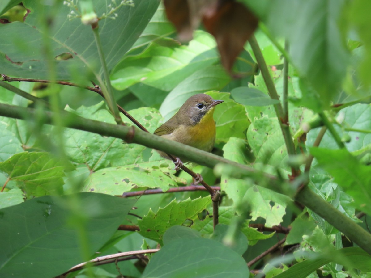 Common Yellowthroat - ML641395105