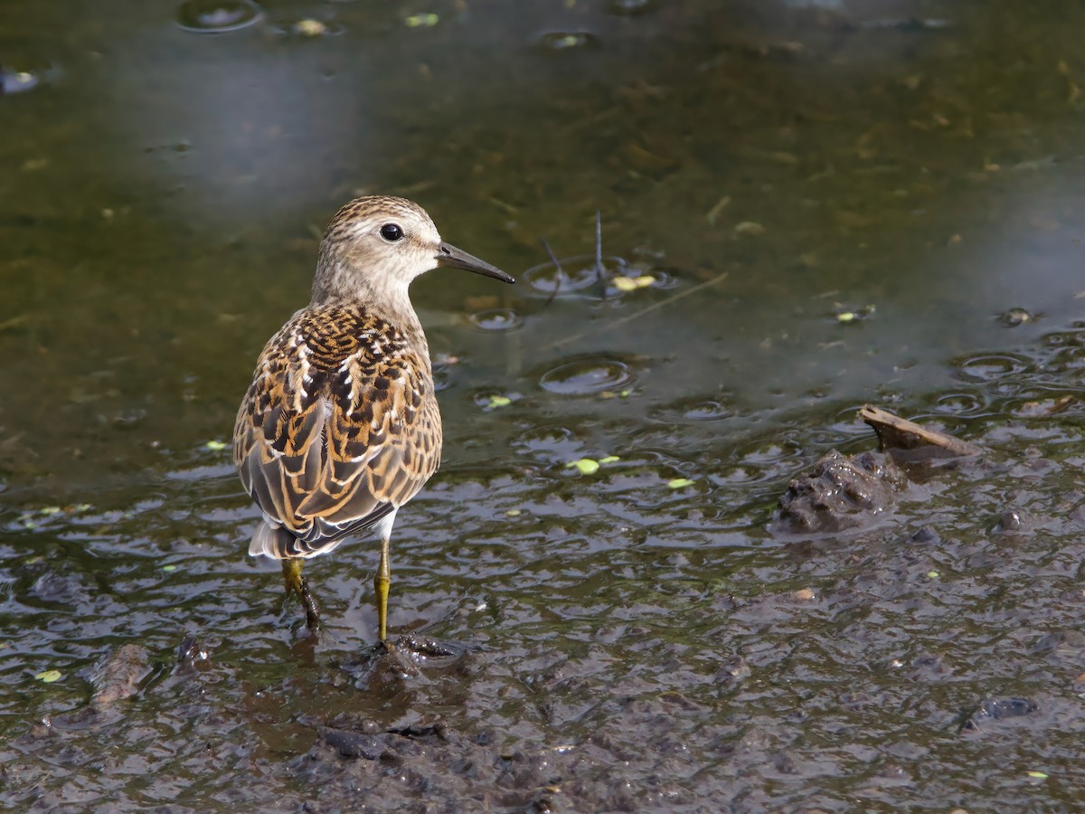 Least Sandpiper - ML641395139
