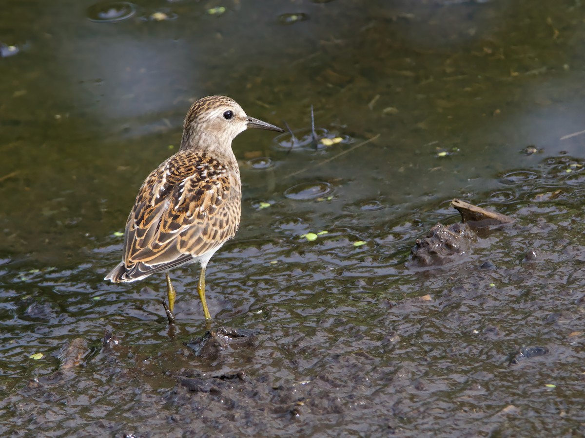 Least Sandpiper - ML641395140