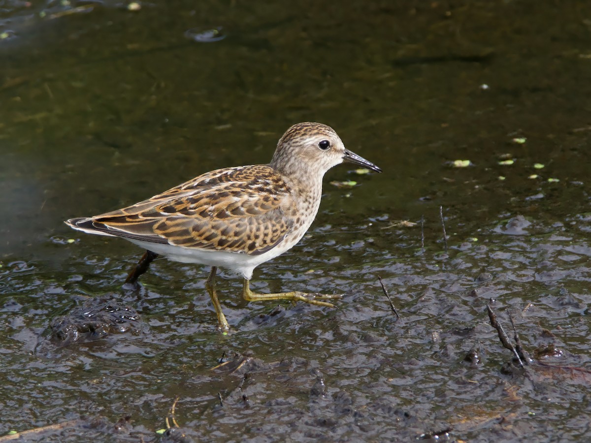 Least Sandpiper - ML641395154