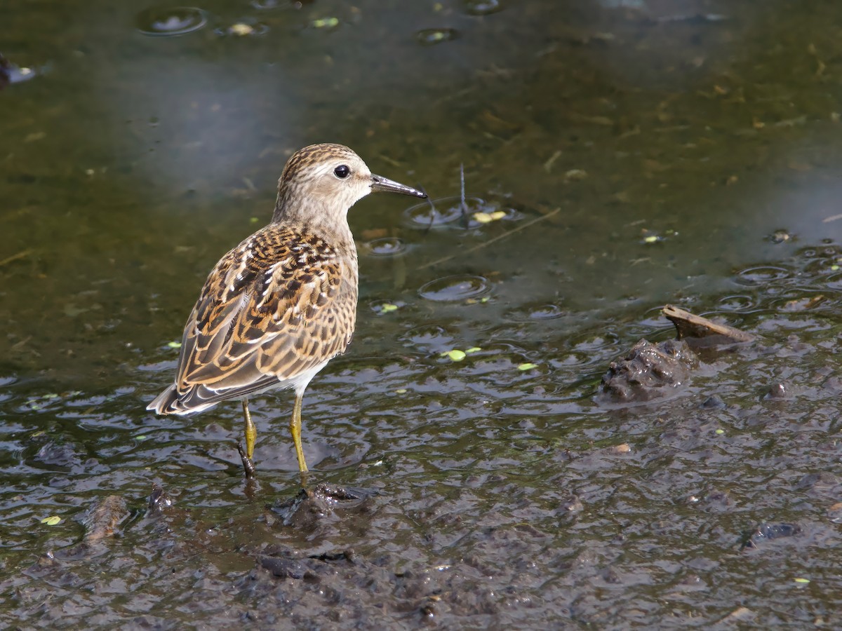 Least Sandpiper - ML641395155