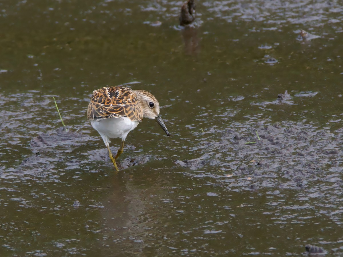 Least Sandpiper - ML641395156