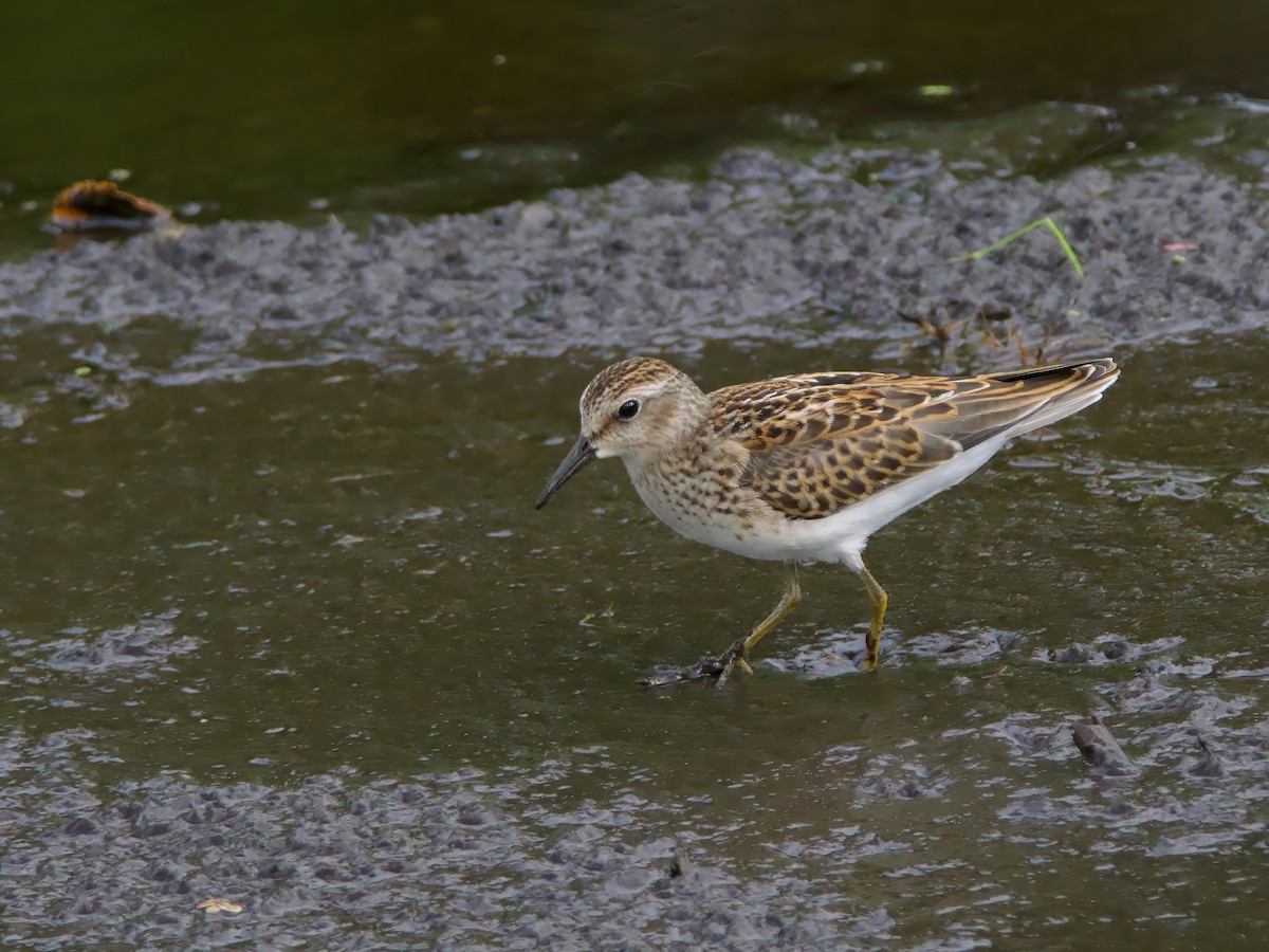 Least Sandpiper - ML641395166