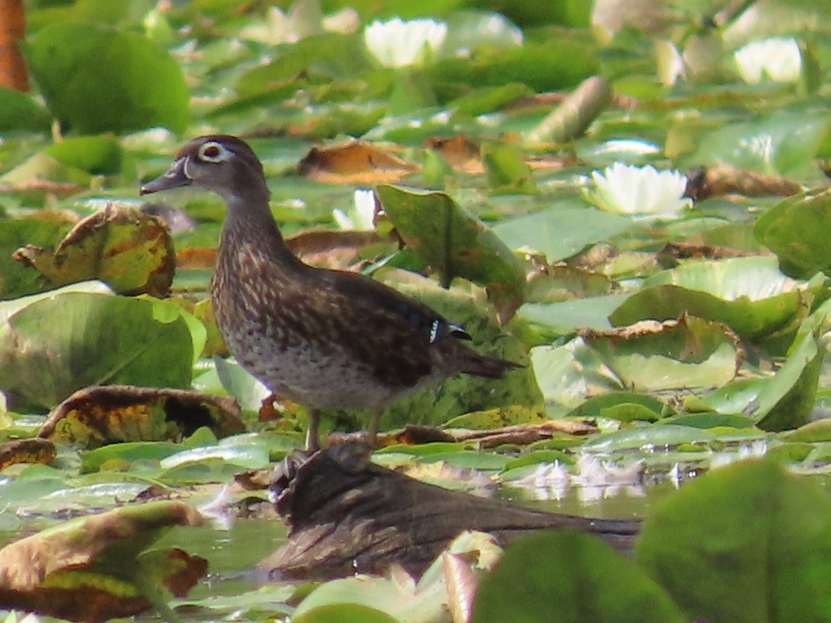Wood Duck - ML641395176