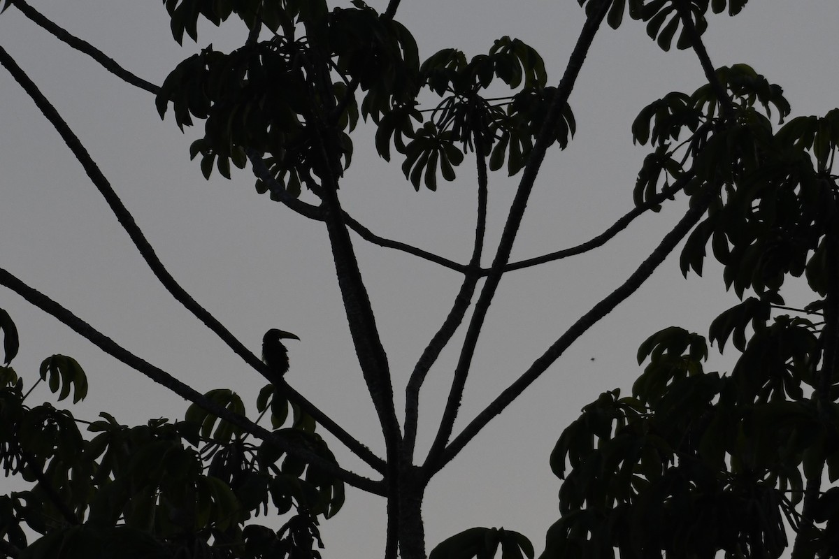 Lettered Aracari - ML641395178