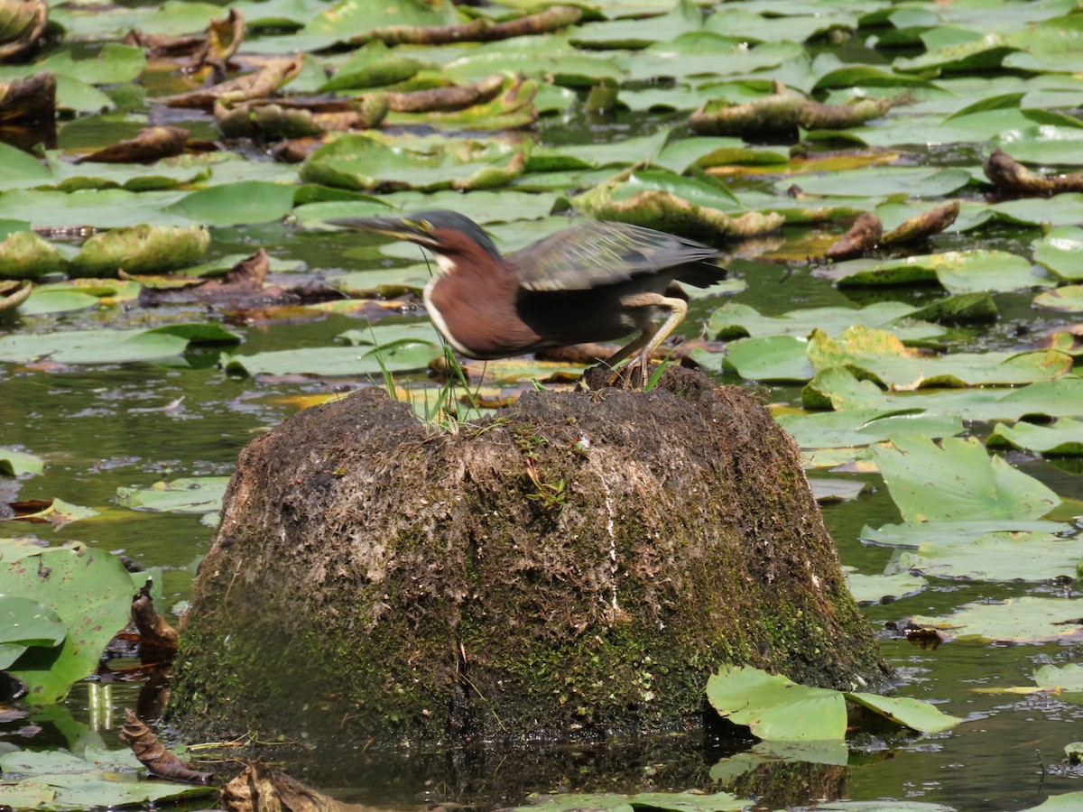 Green Heron - ML641395190