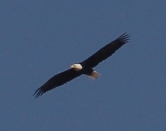 Bald Eagle - ML641395231