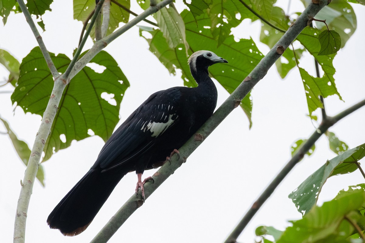 Blue-throated Piping-Guan - ML641395250