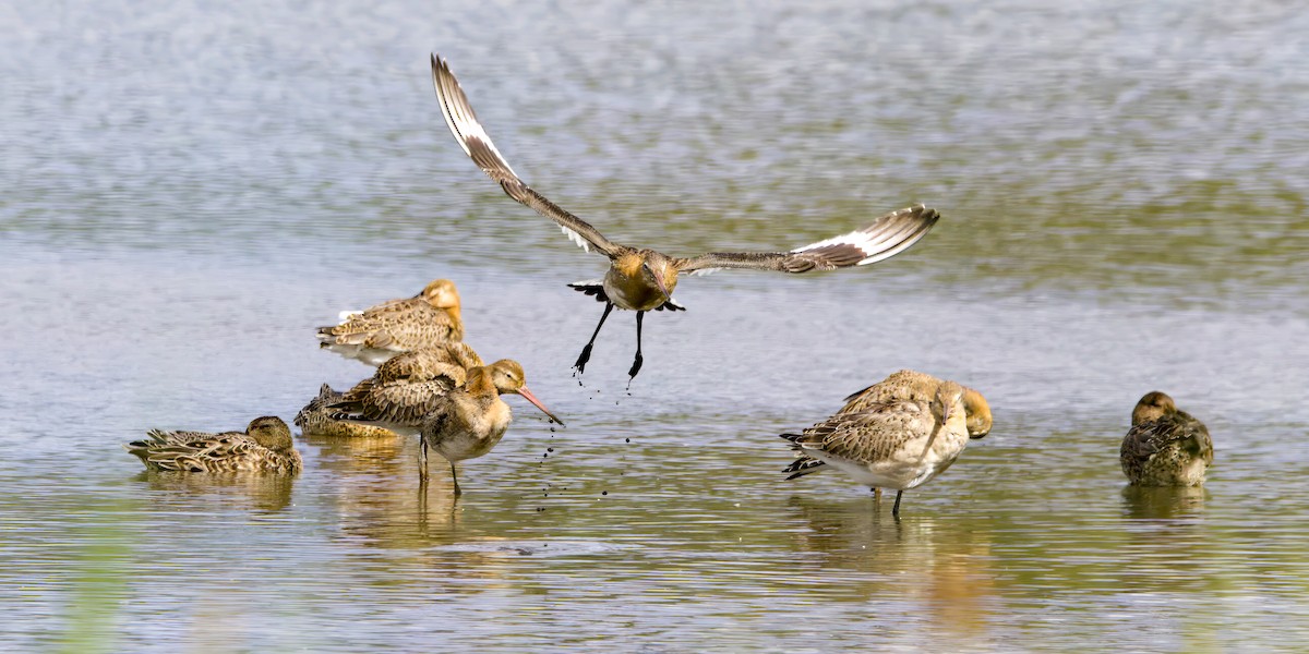 Black-tailed Godwit - ML641395256