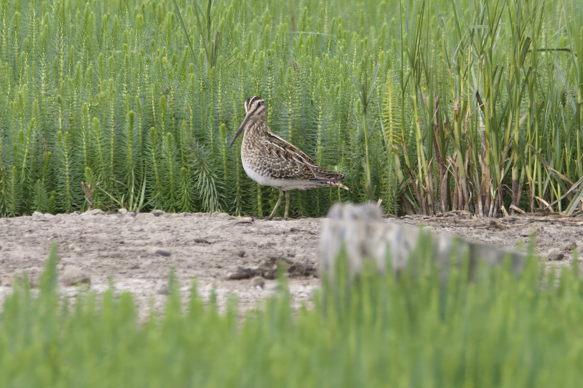 Common Snipe - ML641395262