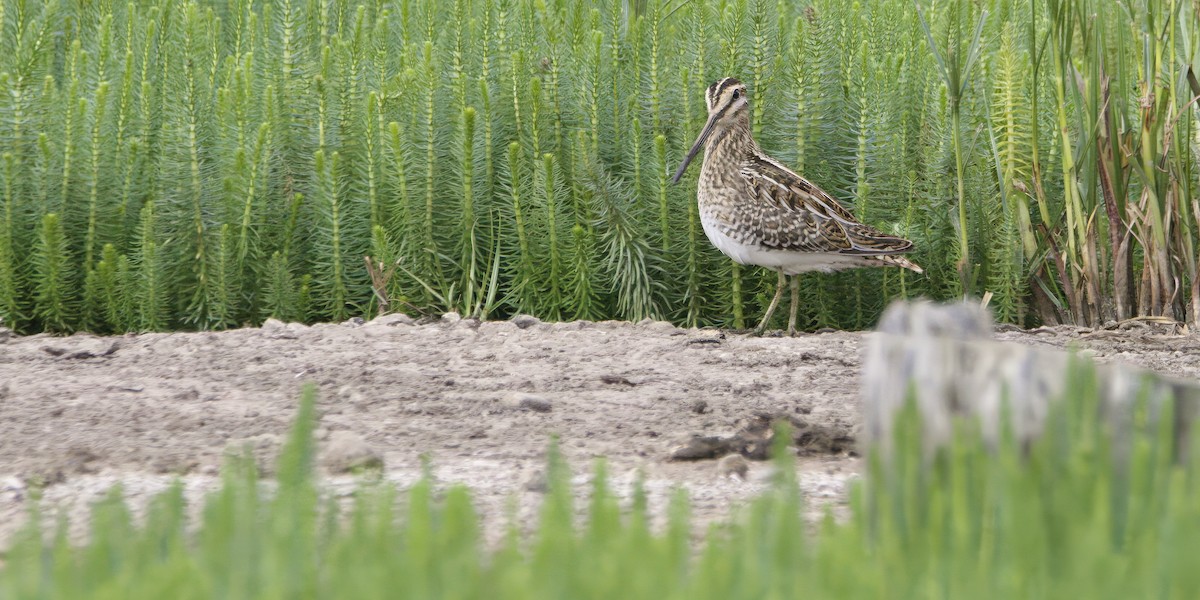 Common Snipe - ML641395263