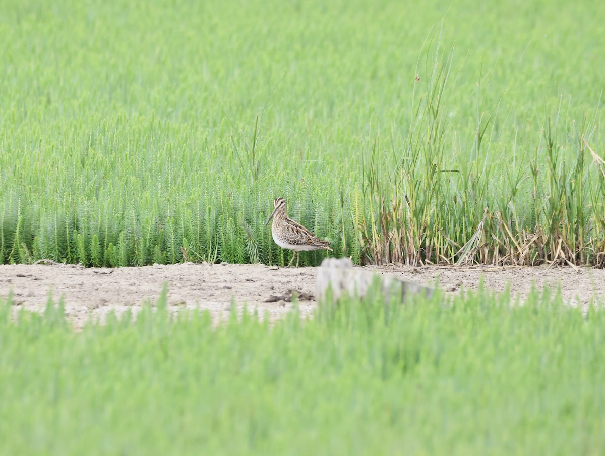 Common Snipe - ML641395264