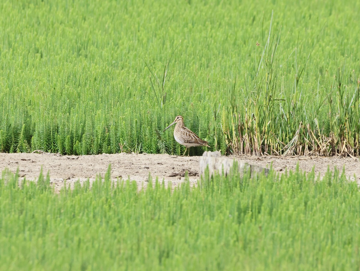 Common Snipe - ML641395265
