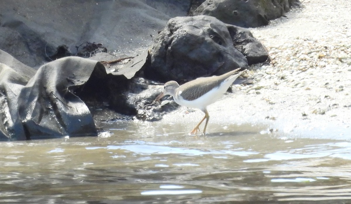 Spotted Sandpiper - ML641395308