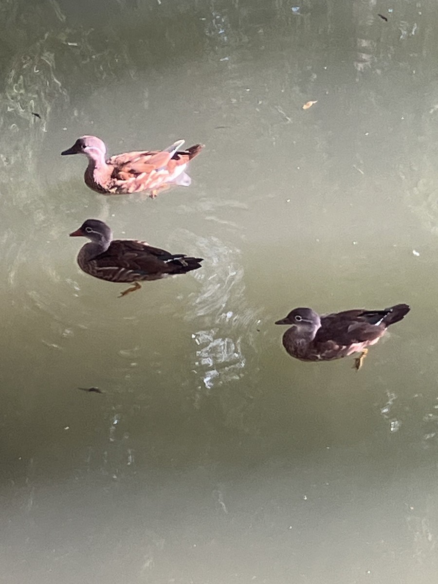 Mandarin Duck - ML641395333