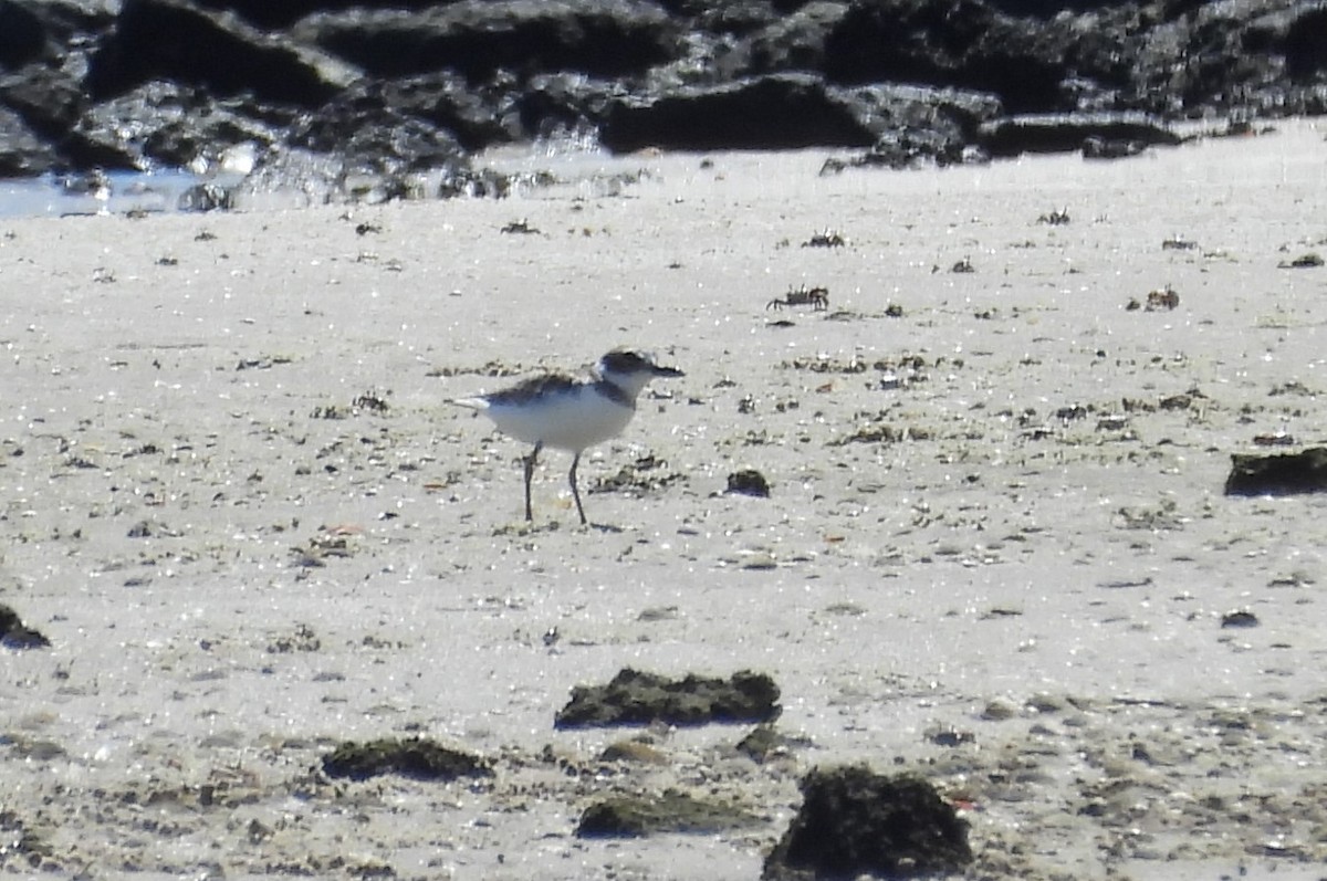 Wilson's Plover - ML641395334