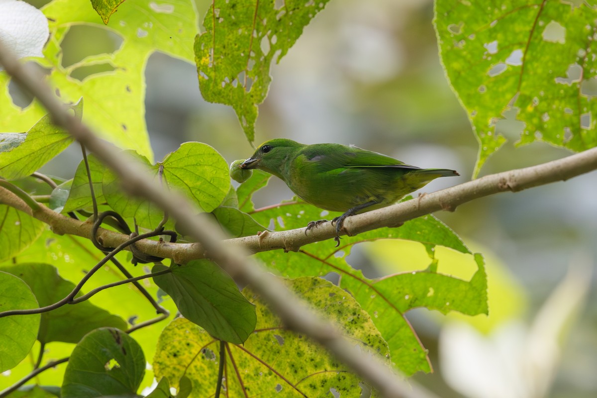 Golden-browed Chlorophonia - ML641395353