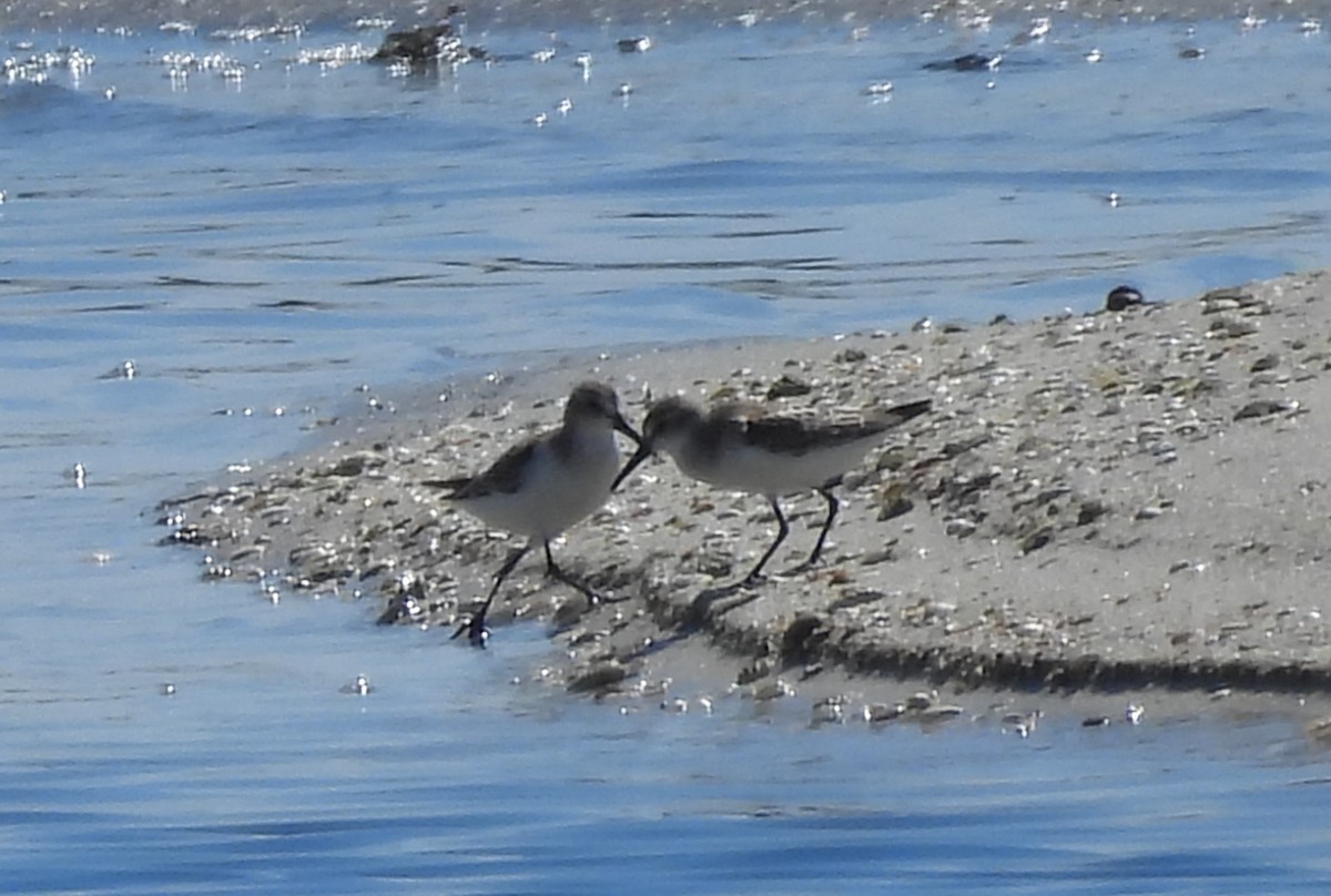 Western Sandpiper - ML641395364