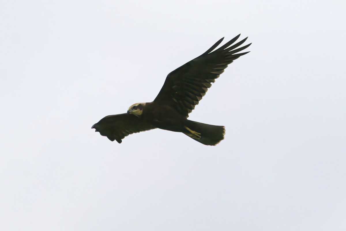 Western Marsh Harrier - ML641395375