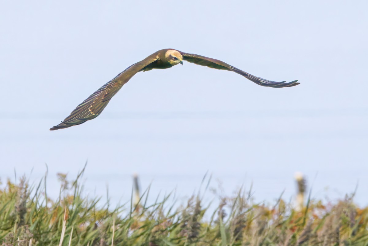Western Marsh Harrier - ML641395377
