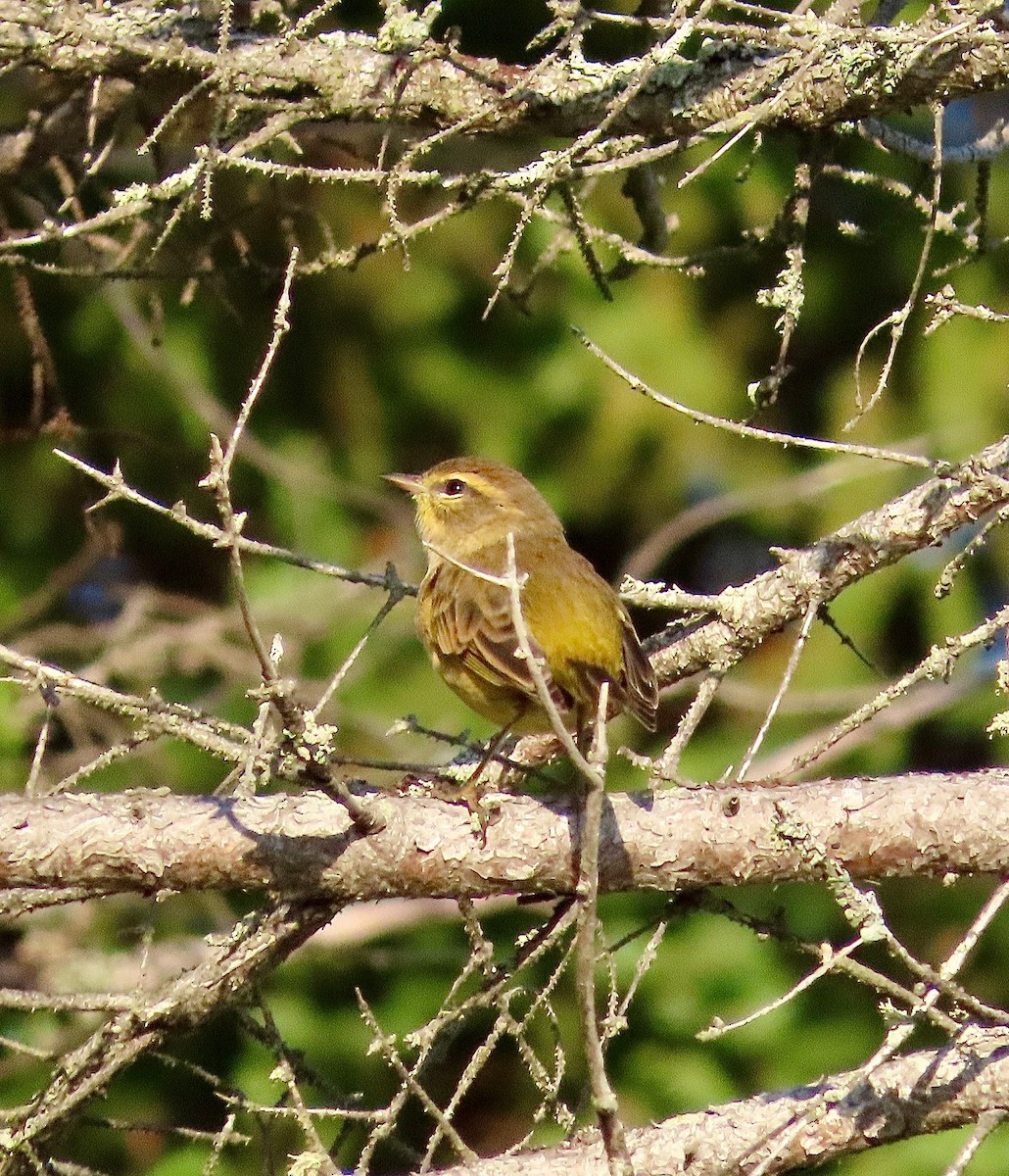 Palm Warbler - ML641395379