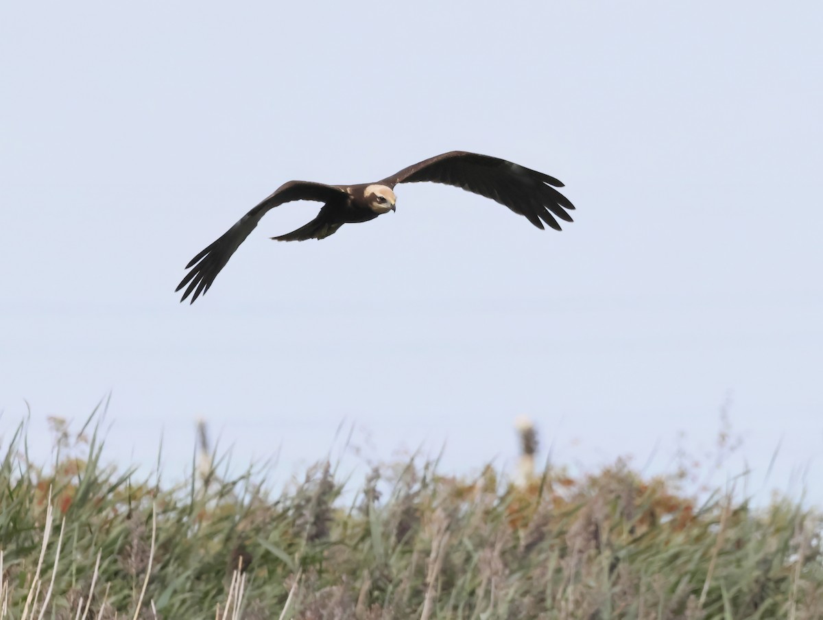 Western Marsh Harrier - ML641395380
