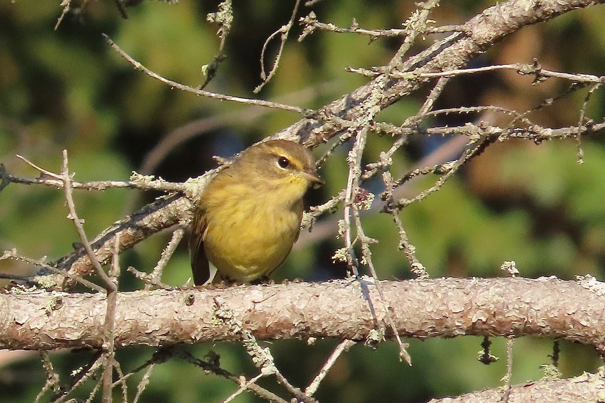 Palm Warbler - ML641395381